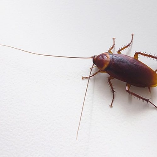 Cockroach Pest Control Calgary Alberta