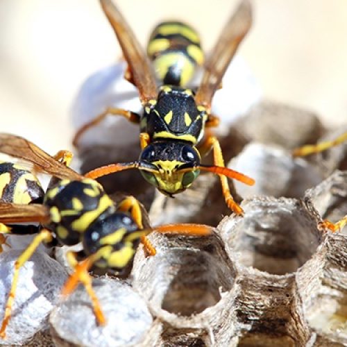 Wasp Pest Control Calgary Alberta